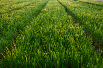 rice field in the morning
