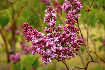 Beautiful flowering of lilac bushes in late spring in gardens and parks
