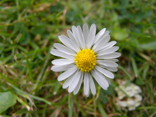 a single blossomed daisy in green leaf background