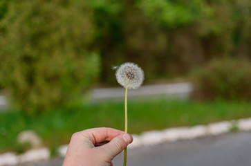 hand with dandelion on hreen background