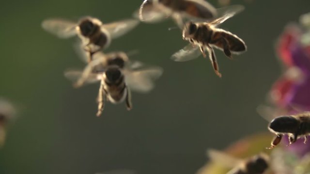 Bee flying, swarm of bees arround flowers.