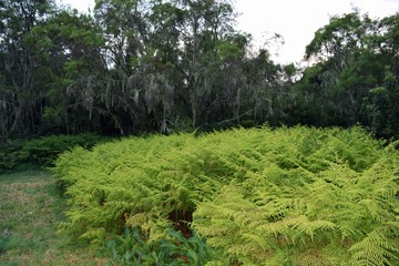 Plant life in the heather moorland ecological zone of Mount Kilimanjaro, Tanzania