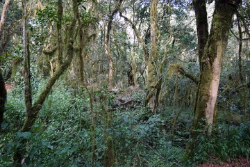 Plant life in the heather moorland ecological zone of Mount Kilimanjaro, Tanzania