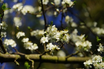 Naklejka premium Prunus domestica blossom under a blue sky in April