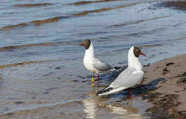 Two black-headed gulls standing in the sand and looking around, close-up