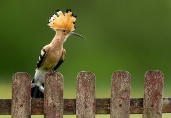 Eurasian hoopoe bird close up ( Upupa epops )