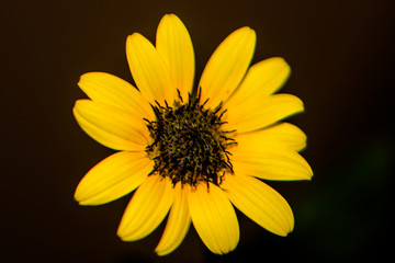 Flower of sunflower,  closeup. Seeds and oil.
