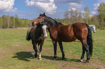 Two bay horses graze in the meadow.
