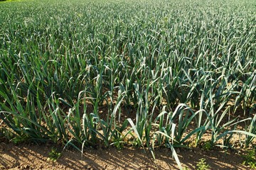  Large vegetable field with leeks in summer