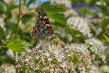 Painted Lady Butterfly (lat. Vanessa cardui) on an inflorescence of spirea.