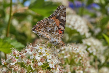 Painted Lady Butterfly (lat. Vanessa cardui) on an inflorescence of spirea.