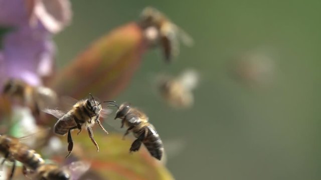 Bee flight encounter, bee flying arround the plants