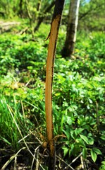 Planted young tree destroyed by wild animals
