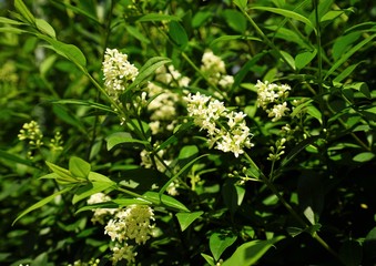 Privet under a blue sky in June 