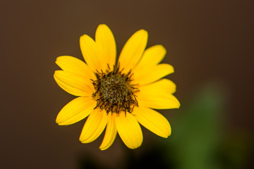 Flower of sunflower,  closeup. Seeds and oil.
