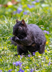 Black squirrel in a colorful field of violets and dandelions 