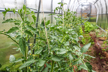 Gardening and agriculture concept. Organic tomatoes growing in greenhouse. Greenhouse produce. Vegetable food production.