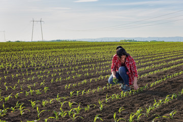 Young farmer girl examining planted young corn in spring