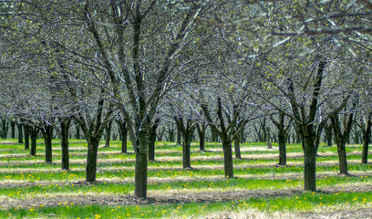 Cherry trees in neat rows ready to bloom