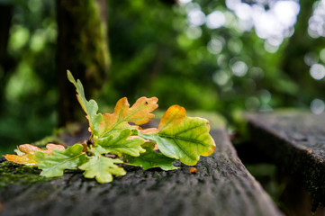 Hojas caídas en primavera