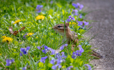 Tiny chipmunk peeks out from colorful grass filled with spring flowers