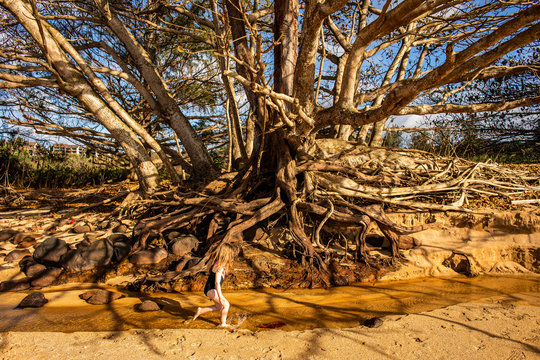 A young girl running underneath a tree with a lot of roots exposed on the beach near the ocean. 