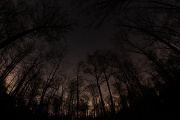 Fototapeta premium Wald bei Nacht