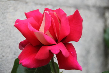 Giant pink rose blossom fall romantic flower