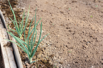 Fresh sprouts of the first onion in the garden. Young shoots of plants in the spring.