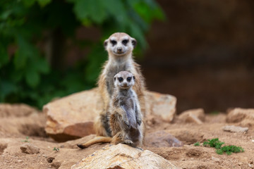 Meerkat - Suricata suricatta - Cub with parent sitting on a stone and looking into the distance, beautiful brown background.