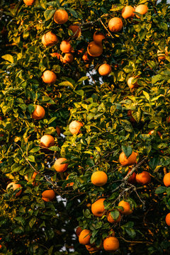 A colorful orange tree with green leaves and nice light at sunrise.