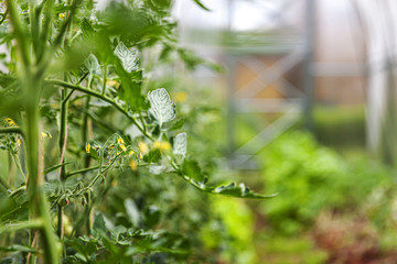 Gardening and agriculture concept. Organic tomatoes growing in greenhouse. Greenhouse produce. Vegetable food production.