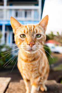 A close up of a cat with long whiskers outside on a sunny day. 