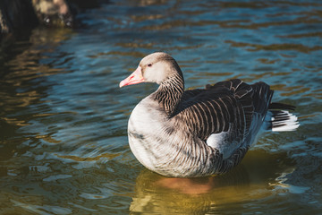 Goose resting in a lake