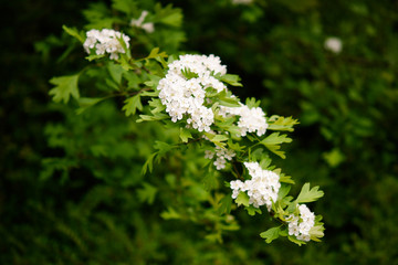 white flowers on a green background