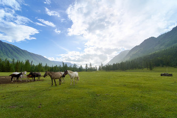 Fototapeta na wymiar Horses in a meadow in the mountains.