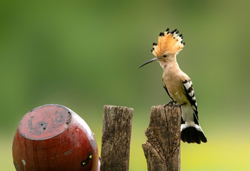Eurasian hoopoe bird close up ( Upupa epops )