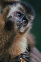 Portrait of a monkey in Brazil pantanal jungle , close up while he is eating