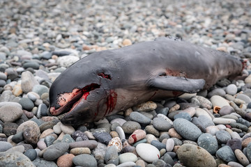Dead dolphin cub lies on the seashore. Coastline on the Black Sea. A storm threw a dead dolphin onto land. The animals began to eat the carcass.