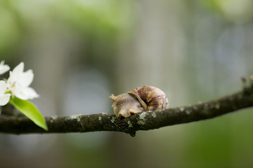 Snail Muller glides on a flowering branch of a pear. Large white mollusk snails with a brown...