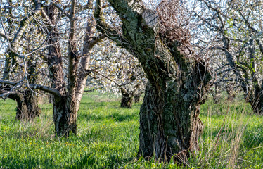 Rugged old apple trees in springtime are covered in beautiful white  blooms