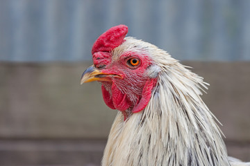 White Rooster with Bright Red Comb