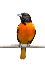 Baltimore Oriole on White Background