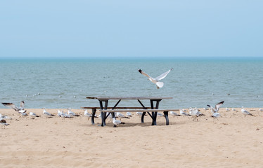 Fototapeta na wymiar Sea gulls wonder where all the people are, as they fly over an empty beach picnic table as the world is under lock down