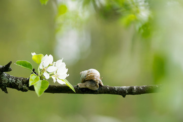 Snail Muller glides on a flowering branch of a pear. Large white mollusk snails with a brown...