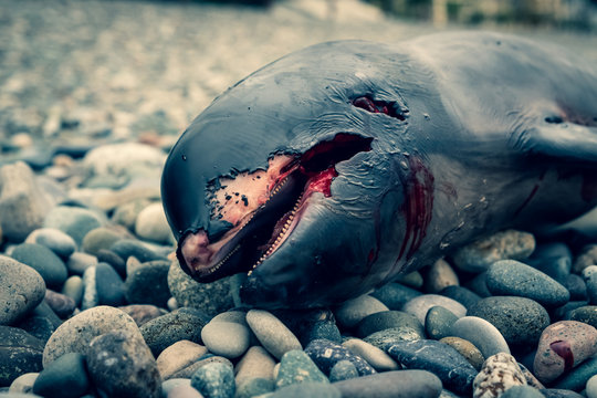 Dead dolphin cub lies on the seashore. Coastline on the Black Sea. A storm threw a dead dolphin onto land. The animals began to eat the carcass.