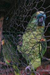 parrot in a cage 