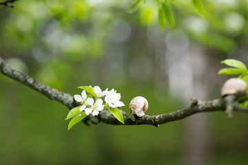 Snail Muller glides on a flowering branch of a pear. Large white mollusk snails with a brown...