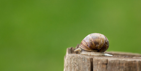 Burgundy snail (Helix pomatia) glides on an old stump. Large white mollusk snails with brown...