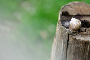 
Burgundy snail (Helix pomatia) glides on an old stump. Large white mollusk snails with brown...
